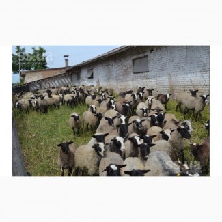 Продам романовских овец 330 голов