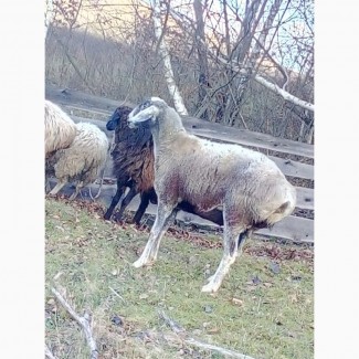 Продам овець гісарської породи