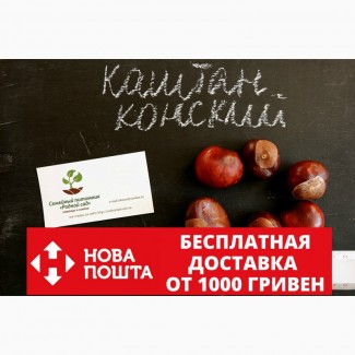 Семена каштана съедобного (10 штук) каштан посевной, орехи для саженцев(каштан їстівний)