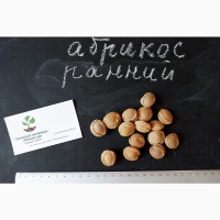 Абрикос ранний (30 штук) семена косточки (для саженцев, насіння для саджанців + инструкция