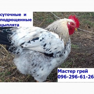 Суточные цыплята Мастер грей.сезон 2019