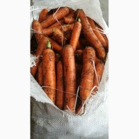 Продам моркву різних сортів