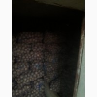 Продам насіннєву картоплю, сорт рів#039;єра, друга репродукція