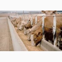 Белковые витаминно-минеральные корма для коров телят бычков и птици