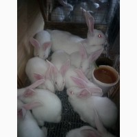 Продам кроликов термонской породы