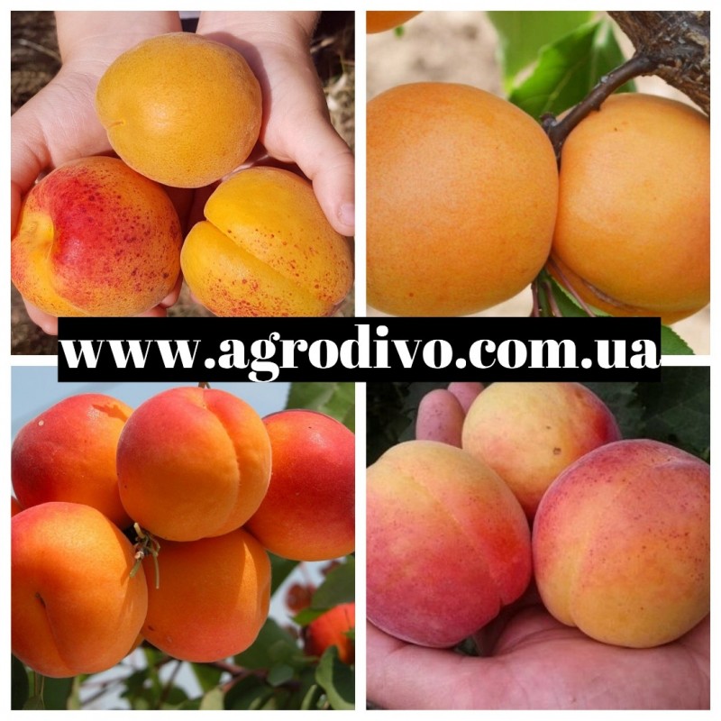 Фото 6. Саженцы плодовых яблонь, груша, слива, вишня, черешня, персик, абрикос