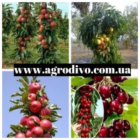 Саженцы плодовых яблонь, груша, слива, вишня, черешня, персик, абрикос