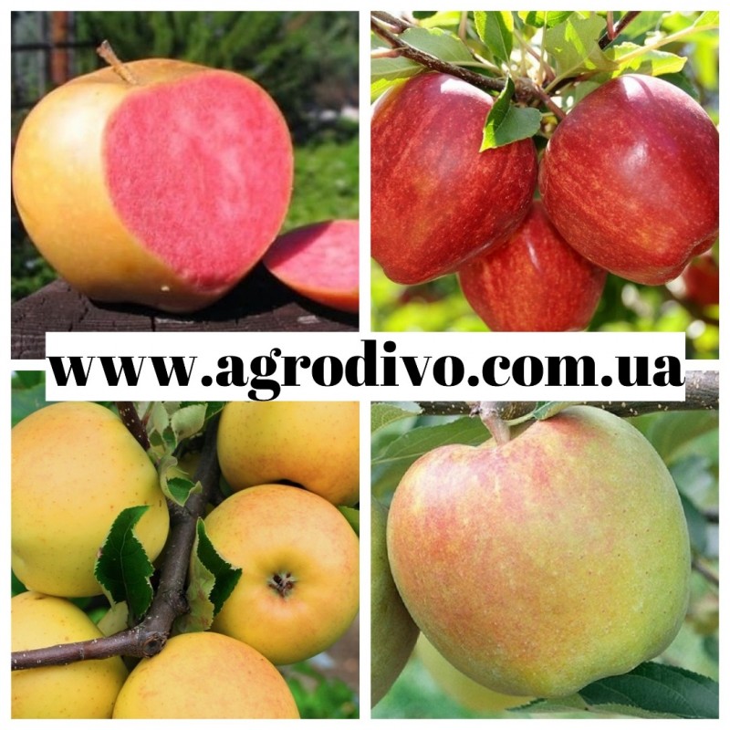 Фото 2. Саженцы плодовых яблонь, груша, слива, вишня, черешня, персик, абрикос