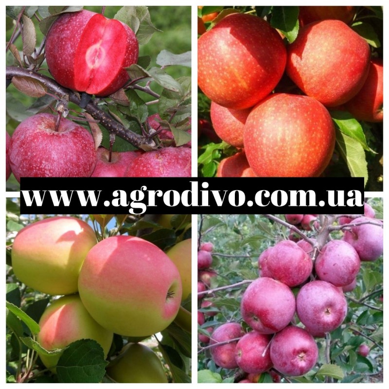 Фото 3. Саженцы плодовых яблонь, груша, слива, вишня, черешня, персик, абрикос