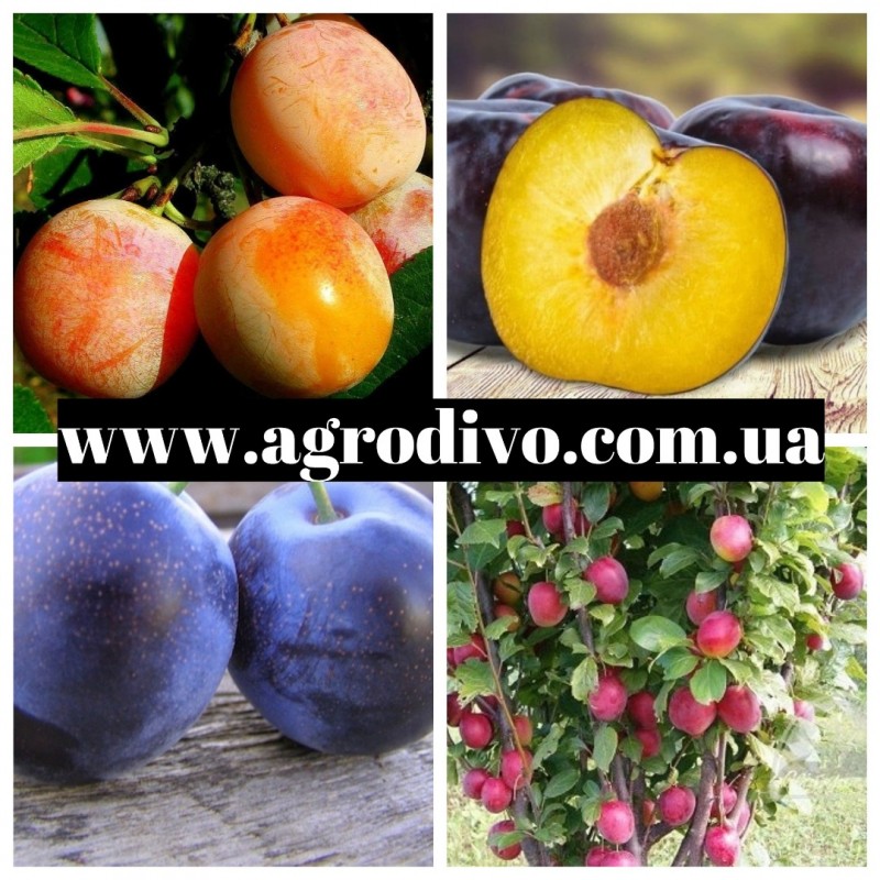 Фото 5. Саженцы плодовых яблонь, груша, слива, вишня, черешня, персик, абрикос