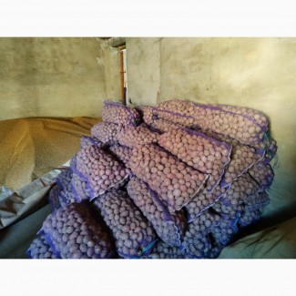 Продам насіннева картоплю півтори тони