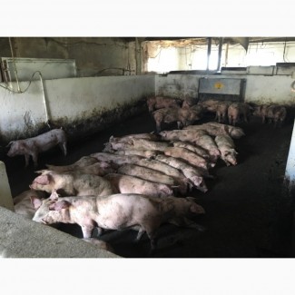 Продам підрощені свині