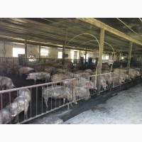 Продам підрощені свині