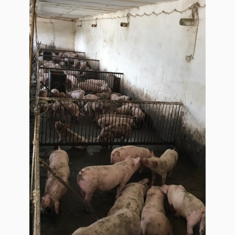 Фото 4. Продам підрощені свині