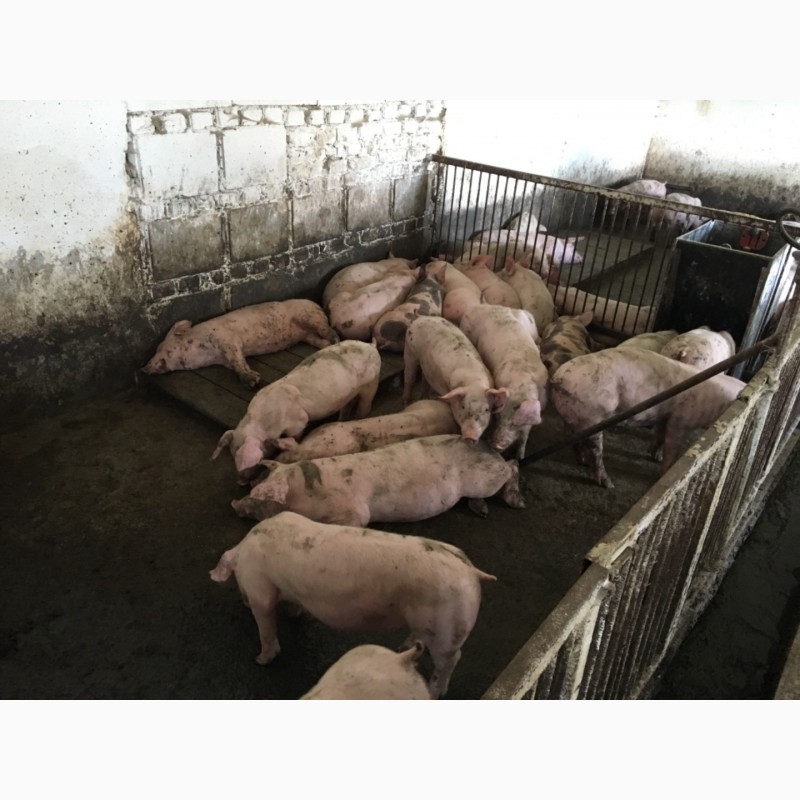 Фото 6. Продам підрощені свині