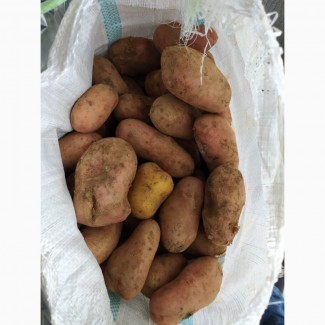 Продам тверду картоплю розара зберігання +2- +5, м. складі урожай 2019 р
