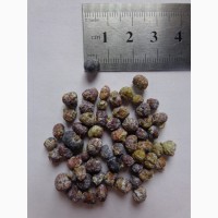 Семена Можжевельник скальный 10шт - 10грн