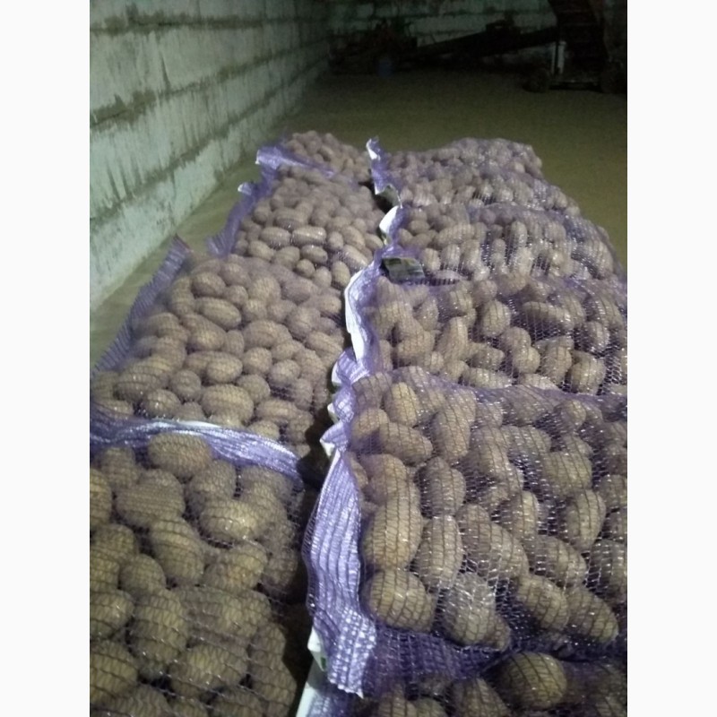 Фото 4. Продам картоплю сорту Королева Анна 6, 5тон! Гарної якості