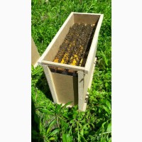 Бджолопакети, бджоломатки Бакфаст