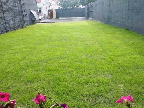Фото 2. Рулонный газон, Новинка сухой газон по Голландской технологии