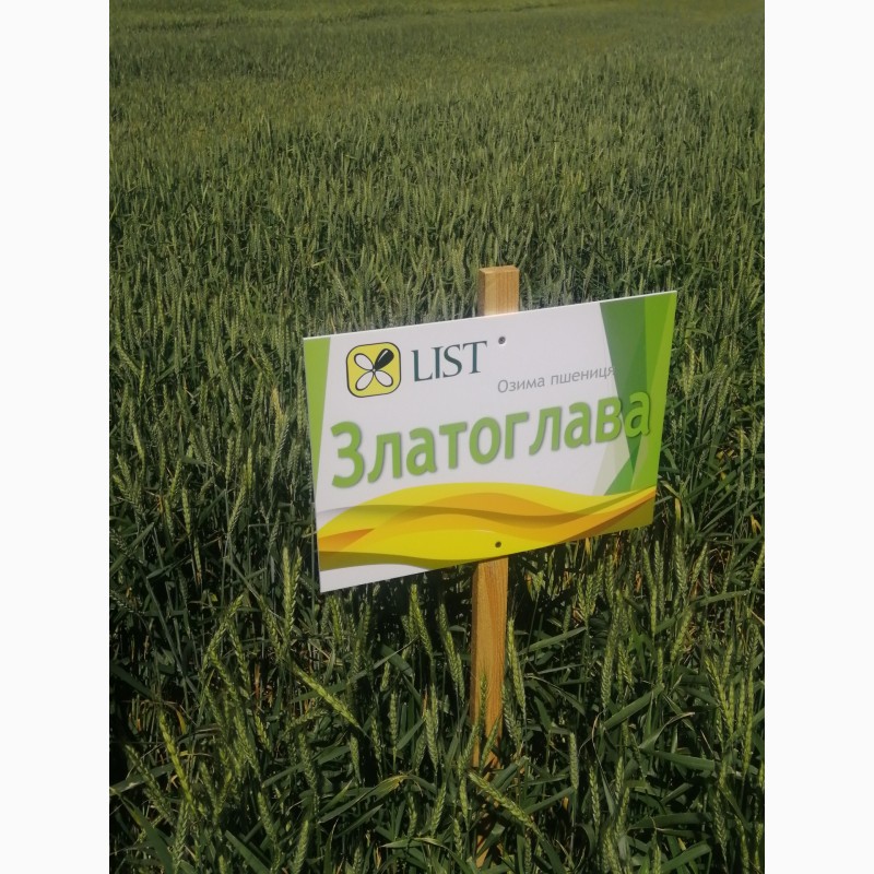 Фото 3. Семена пшеницы Краснодарской селекции