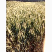 Озимая пшеница Катруся Одесска