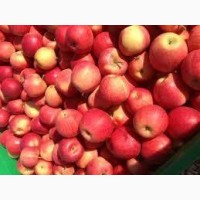 Продаж яблук Айдаред та фуджі