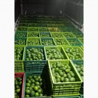 Продам 42 ft контейнер Авокадо Хаас Колумбия