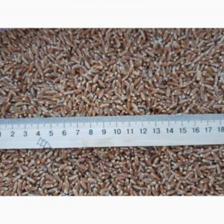 Пшеница 2 кл 1000 тонн, продажа Хмельницка обл