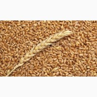 Продам зерно пшеницы, ячменя