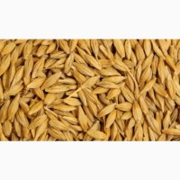 Продам зерно пшеницы, ячменя