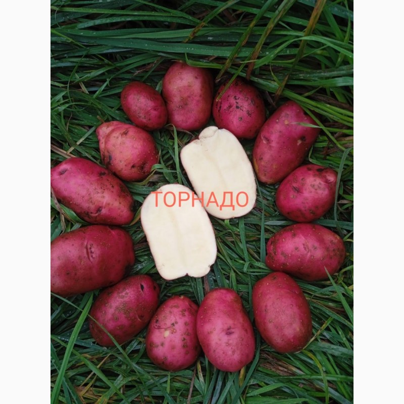 Фото 4. Продам посадкову та продовольчу картоплю