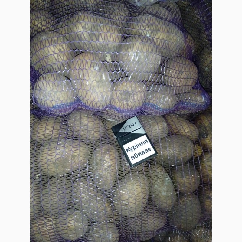 Фото 12. Продам посадкову та продовольчу картоплю