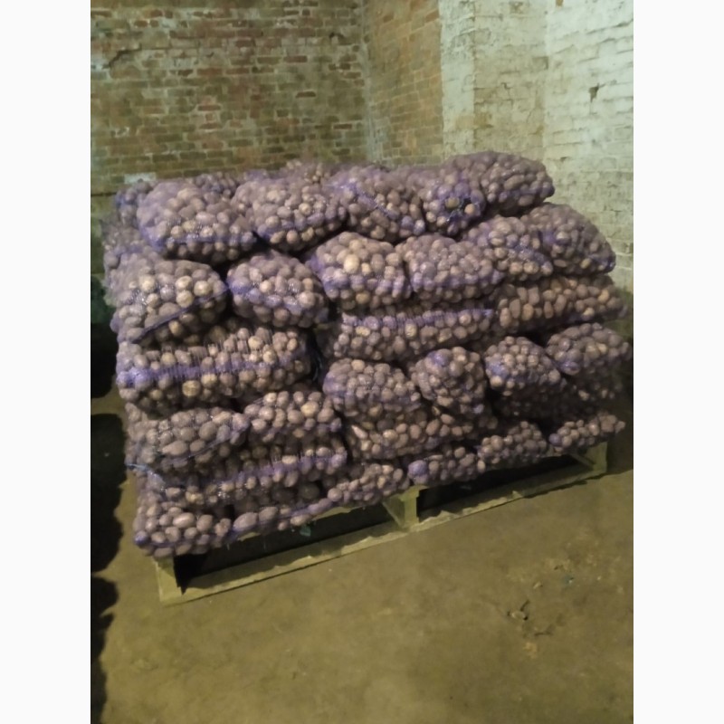 Фото 15. Продам посадкову та продовольчу картоплю
