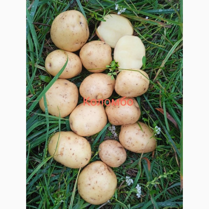 Фото 3. Продам посадкову та продовольчу картоплю