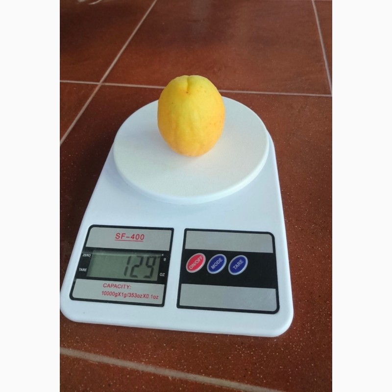 Продам саджанці абрикоса НЖА-19