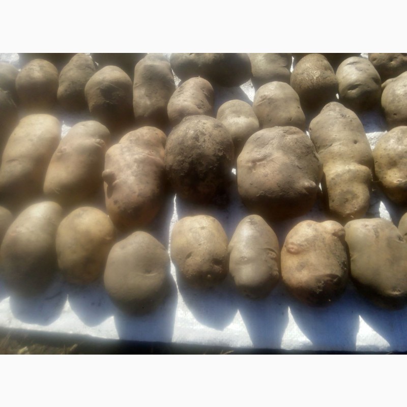 Фото 2. Продам посадкову та велику картоплю (70 сортів)