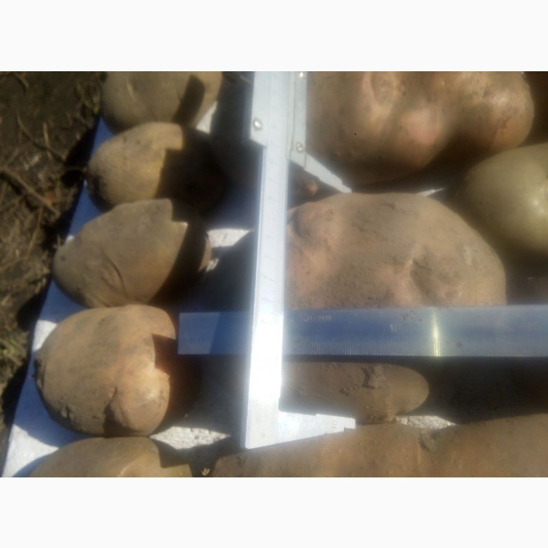 Фото 3. Продам посадкову та велику картоплю (70 сортів)