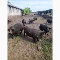 Продам свині венгерської мангалиці живою вагою або тушкою