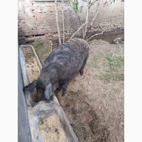 Продам свині венгерської мангалиці живою вагою або тушкою