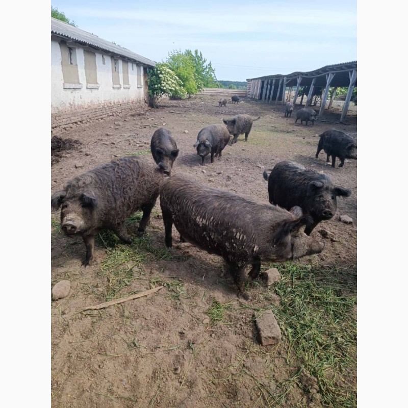 Фото 3. Продам свині венгерської мангалиці живою вагою або тушкою