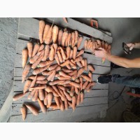 Продам морковь качественную сорт Абако