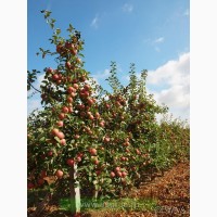 Саджанці плодових дерев яблука