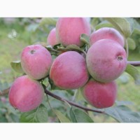 Саджанці плодових дерев яблука