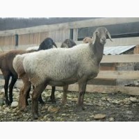 Продам котных овец курдючной породы (гиссарской и др. пород)
