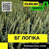 Насіння пшениці BG Logika / БГ Логіка (озима / безоста) Durum Seeds