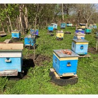 Продам пчелосемьи порода украинская степная