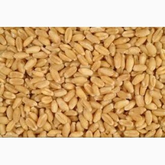 Насіння пшениці озимої АХІМ 1Р «SAATEN-UNION»