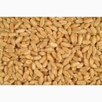 Насіння пшениці озимої АХІМ 1Р «SAATEN-UNION»