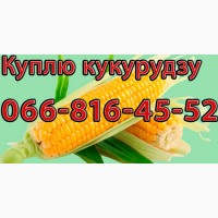 Закуповую Кукурудзу цьогорічного урожаю!В необмежених обсягах